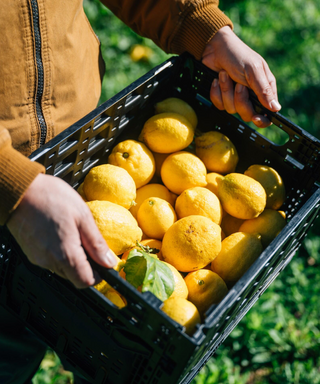 Gin Sul Citrus Specialist – Hände tragen schwarze Kiste voller frisch gepflückter Zitronen