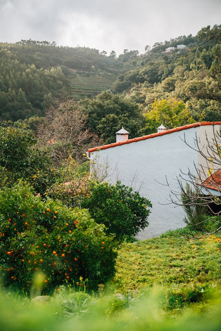 Gin Sul Citrus Specialist – Zitrusgarten mit weißem Landhaus auf Madeira im Hintergrund