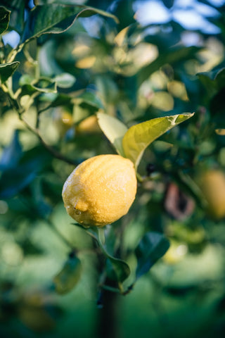 Gin Sul Citrus Specialist – reife Zitrone am Baum, Nahaufnahme im Sonnenlicht